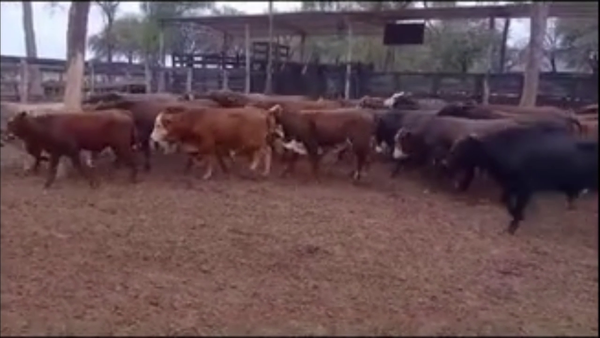 Lote 90 Novillitos y vaquillonas