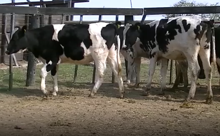 Lote 5 Terneras en Esperanza, Santa Fe