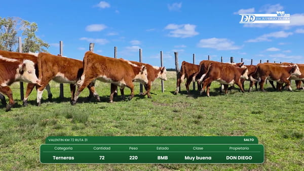 Lote 72 Terneras 220kg - , Salto