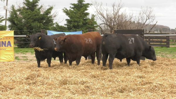 Lote TOROS ANGUS PUROS CONTROLADOS
