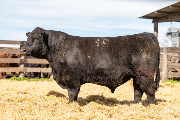 Lote Toro PC