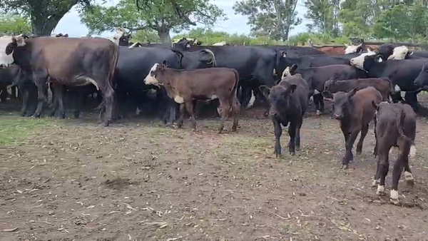 Lote 38 Vacas nuevas C/ cria en Villaguay, Entre Ríos