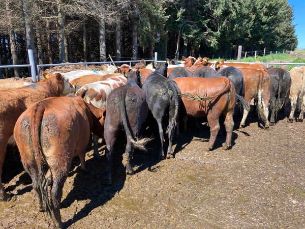 Lote 29 Vaquilla Gorda en Puerto Varas, X Región Los Lagos