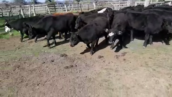 Lote 38 Terneros/as en Villaguay, Entre Ríos