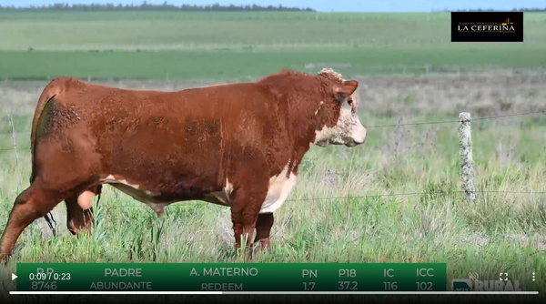 Lote Polled Hereford de La Ceferina