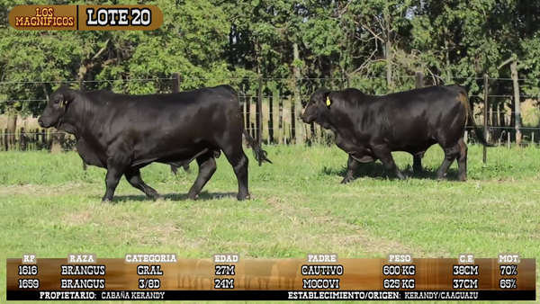 Lote LOTE 20