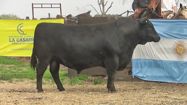 Lote TORO ANGUS PP
