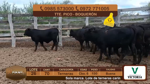Lote Terneras Cbo 6