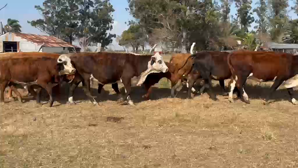 Lote 63 Vacas CUT preñadas en Corrientes, Paso de Los Libres