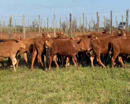 Lote 75 Terneros/as en Virasoro, Corrientes