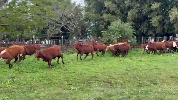 Lote 110 Terneros en Corrientes, Virasoro