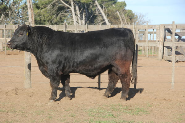 Lote TOROS PUROS DE PEDIGREE