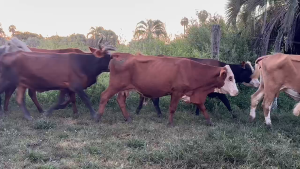Lote 36 Vacas Conserva en Corrientes, Yataití Calle