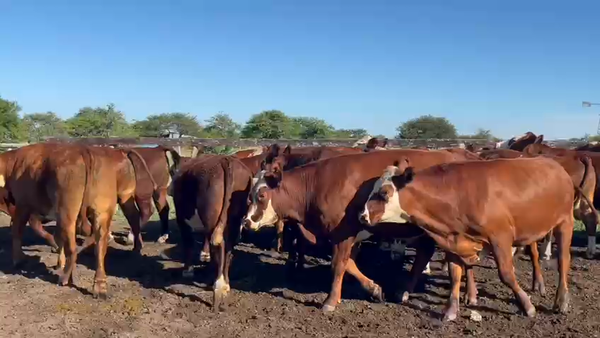 Lote 25 Novillos en Corrientes, Curuzú-Cuatiá