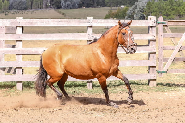 Lote FEDERAL IRRESPONSABLE
