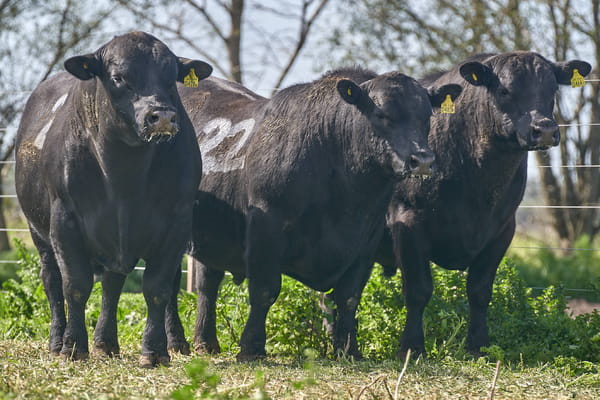 Lote "ME KEN" TOROS P.C