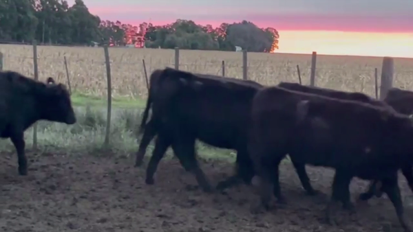 Lote 60 TERNS. HEMBRAS, OLAVARRÍA, BS. AS.