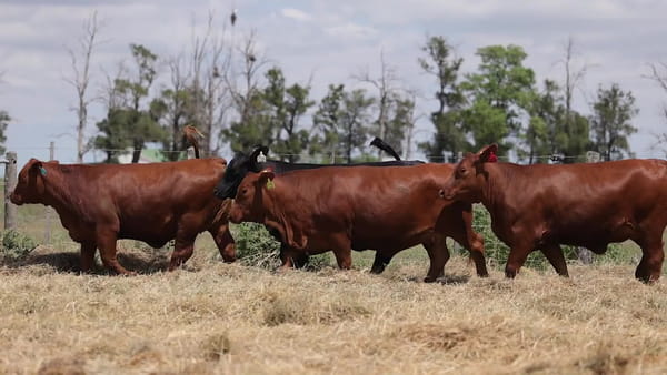 Lote Vaquillonas Brangus Gen. Avanzadas - Preñadas - Cabaña Los Guasunchos