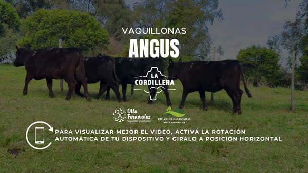 Lote Vaquillonas La cordillera