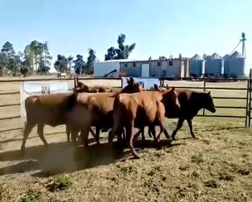 Lote 6 Vaquillonas PC preñadas en Viamonte, Córdoba