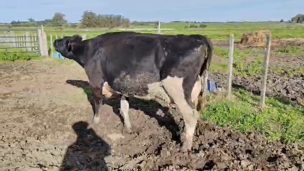 Lote Vaca 600kg - , San José