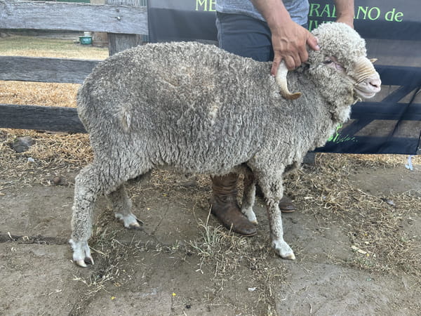 Lote Borrego 2D (MO: No)