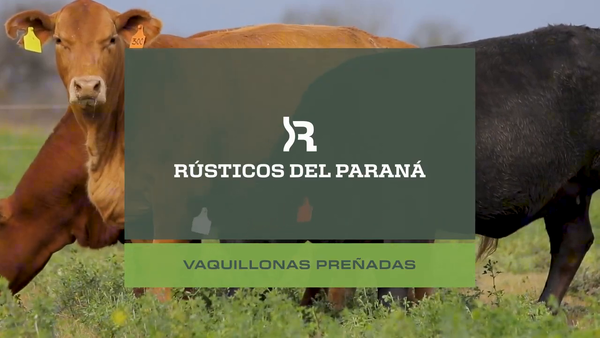 Lote VAQUILLONAS PREÑADAS