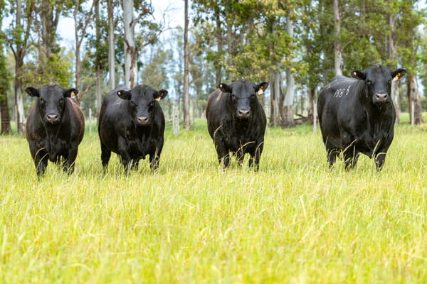 Lote Lote 6 Toros Pi  2 Años