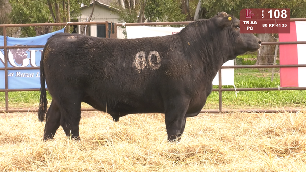 80 4135 — TOROS ANGUS NEGROS  PC