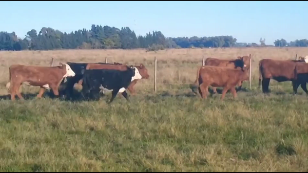 Lote 23 Terneros/as