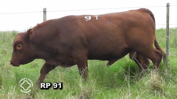 Lote Toro 2 años | S.A.