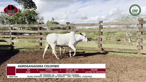 Lote VAQUILLA CON CRÍA