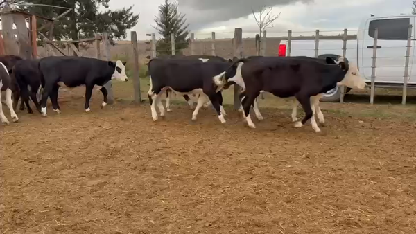 Lote 12 Novillitos Cruza en Freyre, Córdoba