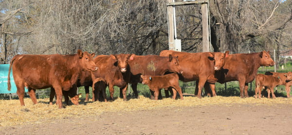Lote "Cabaña ""La Marianita"" Vacas 1ra paricion primavera PC"