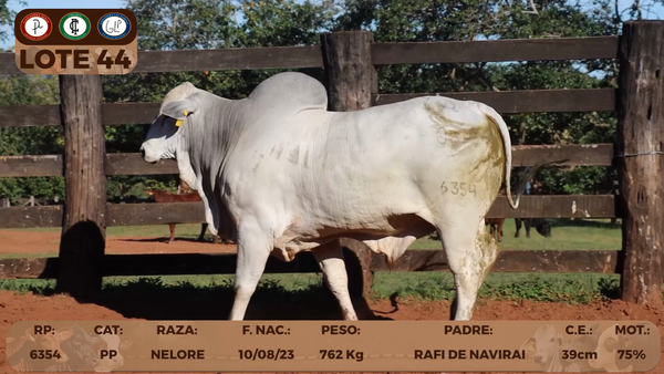 Lote LOTE 44
