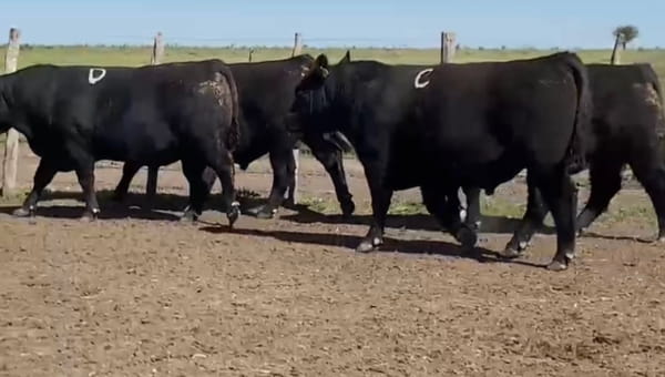 Lote Cabaña El Mojon