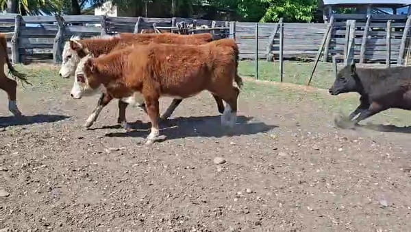 Lote TERNERAS