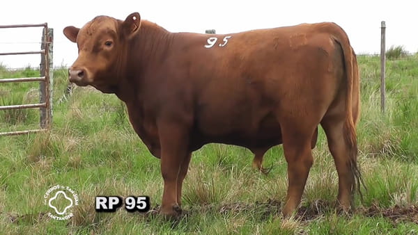 Lote Toro 3 años | S.A.