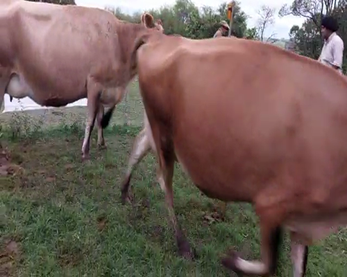 Lote 2 Vaca YERSEY 450kg - , San José