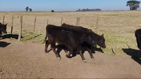 Lote 105 TERNS MACHOS, HENDERSON, PCIA. DE BUENOS AIRES