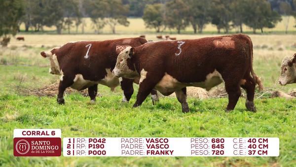 Lote Toros de Lote