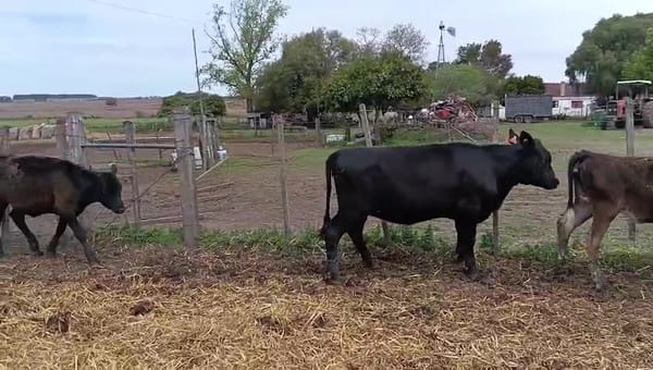 Lote 7 Terneros 150kg - , San José