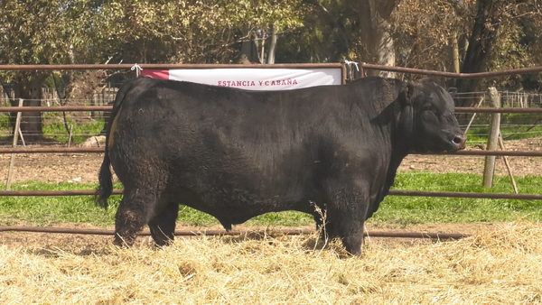 Lote TOROS ANGUS  PP
