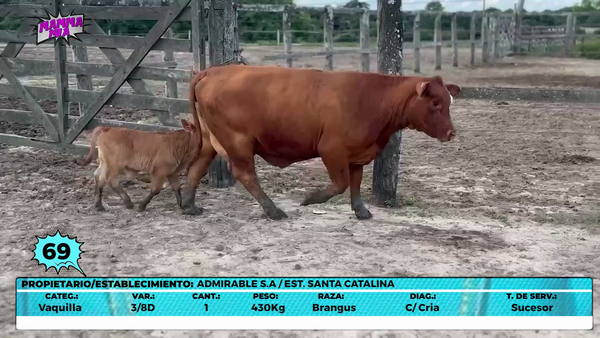 Lote LOTE 69- EN VIVO