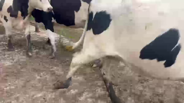 Lote 4 Vaquillonas  500kg - , San José