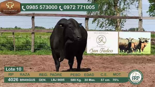 Lote Toros BRANGUS, Ñeembucú