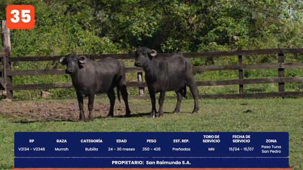 Lote LOTE 35