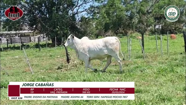 Lote VAQ. PREÑADA