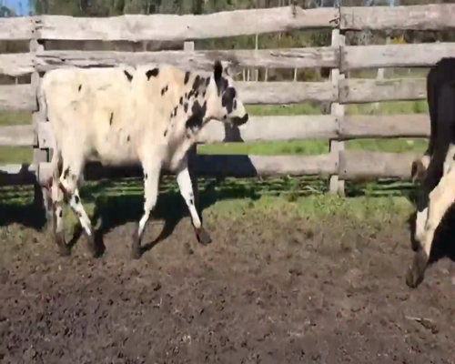 Lote (Vendido)9 Terneras Cruza 240kg -  en Rocho
