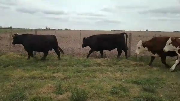 Lote 12 Novillos Mestizo en Emilia, Santa Fe